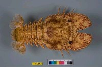 藏品(南極岩礁扇蝦)的圖片